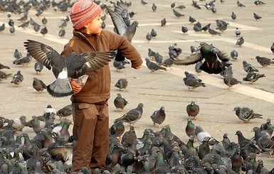 В Чехии кормление голубей стало незаконным