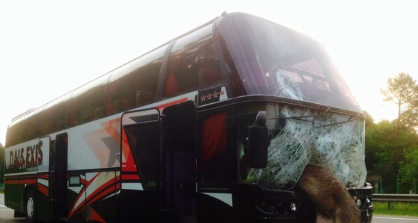 На трассе Киев-Минск рейсовый автобус сбил лося