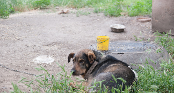 В Одессе собаку, охраняющую санаторий, обмотали стальной проволокой