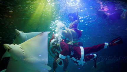 Санта-Клаусы под водой: в Южной Корее устроили эффектное шоу с морскими обитателями