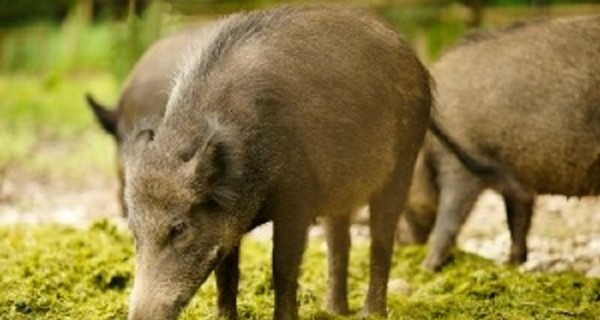 Ученые вырастили свиней с человеческими ДНК