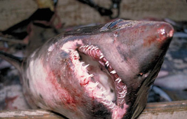 Американский рыбак поймал на удочку огромную акулу и накормил ею 200 человек