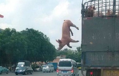 Решительная свинья выпрыгнула из движущегося грузовика, чтобы избежать бойни