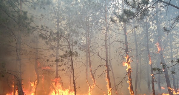 В Херсоне хулиган сжег лес