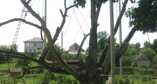 У легендарного запорожского дуба обрушилась огромная ветка