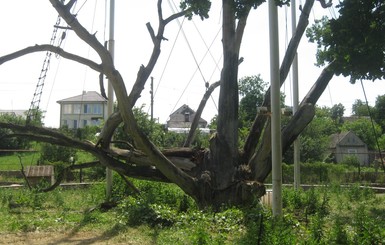 У легендарного запорожского дуба обрушилась огромная ветка
