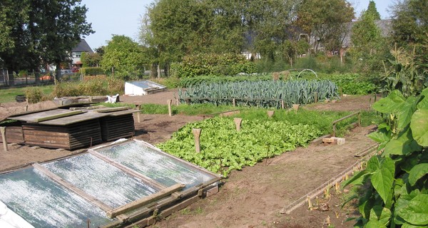 В Черновцах мужчина застрелил соседку из-за огорода