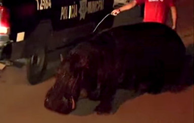 Мексиканские полицейские поймали беглого бегемота