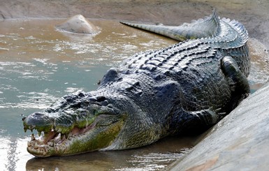 В Австралии крокодил съел мужчину на глазах жены и детей