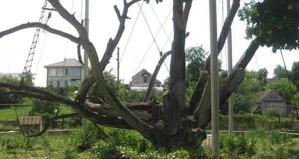 В Синельниково на детей едва не упало дерево