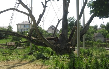 В Синельниково на детей едва не упало дерево