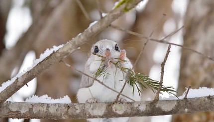 Японский фотограф-анималист запечатлел жизнь маленьких зверей в снегу