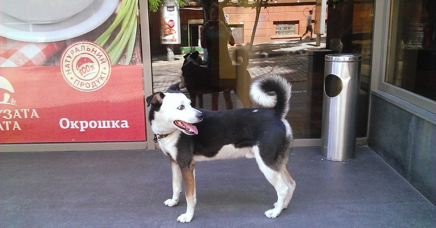 В Днепропетровске собака три дня просидела под магазином, ожидая хозяина
