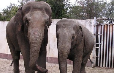 Африканские слоны могут навсегда исчезнуть