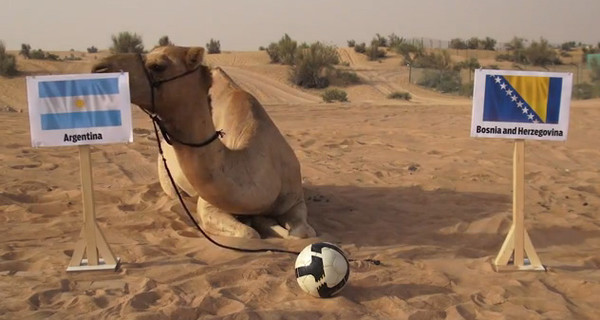 Арабский верблюд предсказал победу Аргентины в предстоящем матче на ЧМ-2014