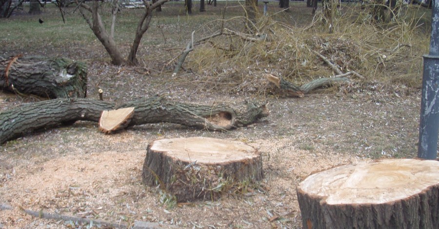 В Киеве гаражный кооператив заставили заплатить за уничтоженные деревья