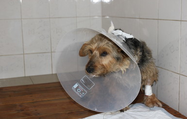 Днепропетровские коммунальщики спасают собаку-дворничиху Фросю