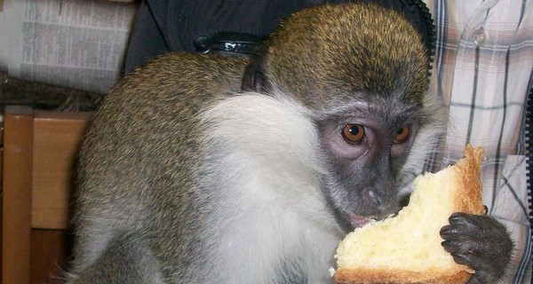 Во Львове обезьянке Гарику фотограф вырвал клыки, чтобы он не кусал туристов