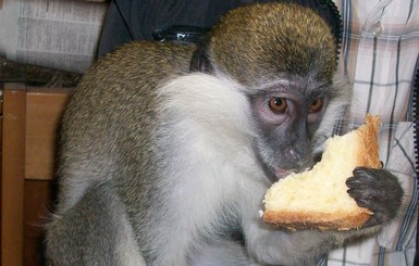 Во Львове обезьянке Гарику фотограф вырвал клыки, чтобы он не кусал туристов