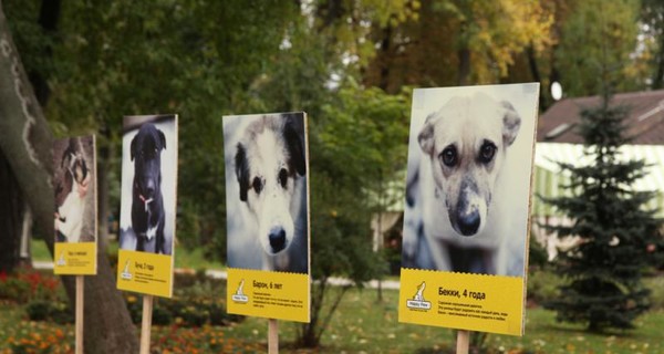 По киевскому парку будут носиться десятки щенков