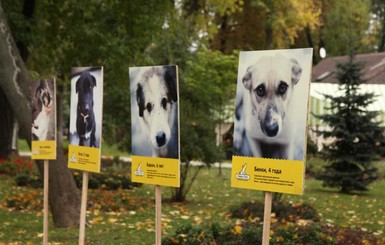 По киевскому парку будут носиться десятки щенков