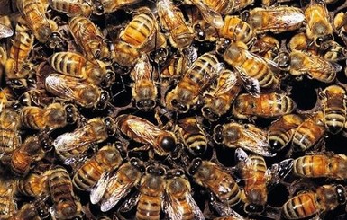США потратит на спасение пчел 50 миллионов долларов