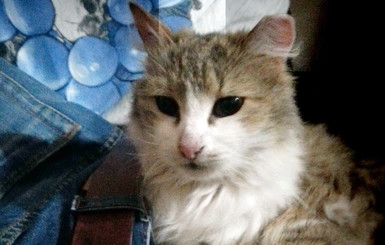В Днепропетровске уничтожают бездомных кошек