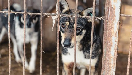Они ждут своих хозяев: украинский фотограф устроил фотосесию для собак из приюта