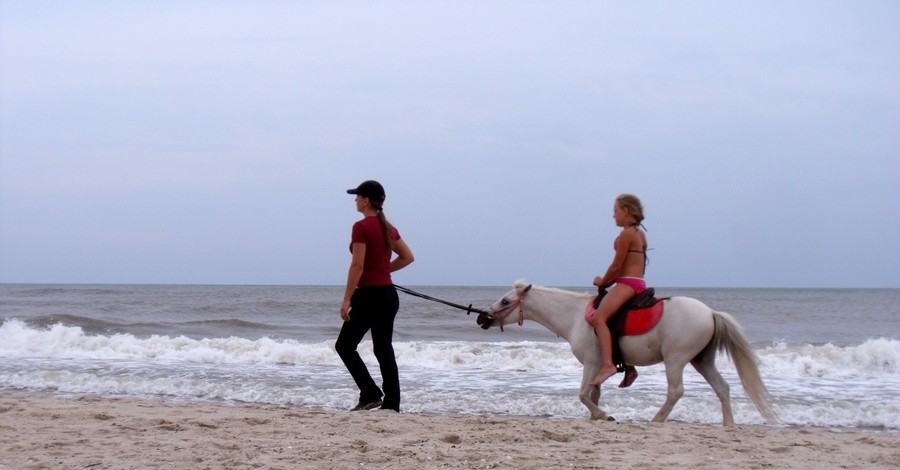 В Бердянске животных после фотосессии на пляже отправляют на реабилитацию