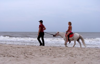 В Бердянске животных после фотосессии на пляже отправляют на реабилитацию