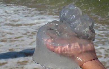 Медузы появившиеся на Азовском море объедают пиленгас