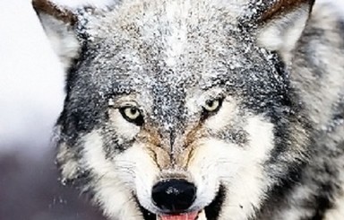 Зверский взгляд: волки и собаки общаются глазами