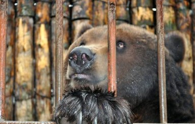 В Полтавской области медведь откусил девочке руку