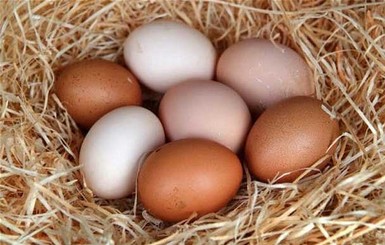 Украина отправит на европейский рынок яйца и солому