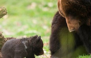 Скандал в швейцарском зоопарке:  медвежонка усыпили, потому что 