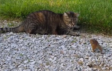 Видео с котом и бурундуком взорвало Интернет