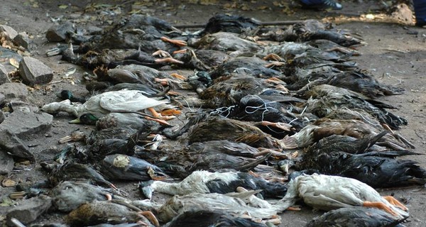 В Межигорье отравили половину уток