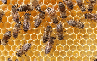 Пасечника в Киевской области искусали полсотни пчел