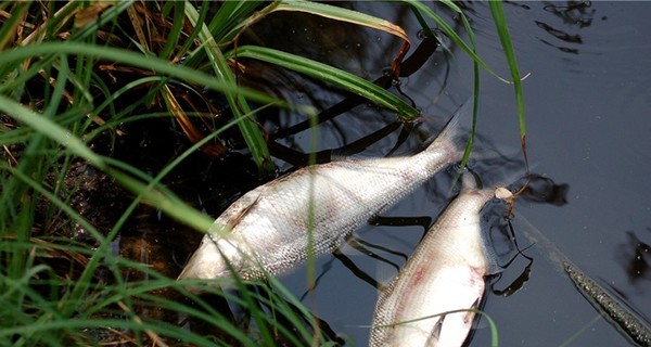 На Львовщине в Западном Буге снова погибла рыба