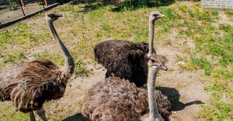 Запорожскому страусу привезли из Геническа двух невест 