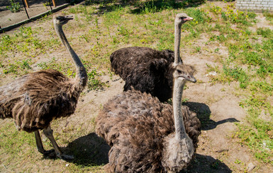 Запорожскому страусу привезли из Геническа двух невест 
