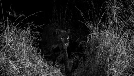 В Африке, впервые за 100 лет, удалось сфотографировать черного леопарда 