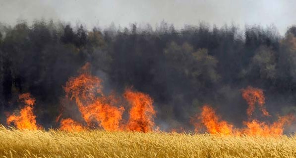 На Днепропетровщине пожар уничтожил 28 гектаров пшеницы