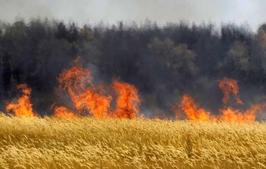 На Днепропетровщине пожар уничтожил 28 гектаров пшеницы