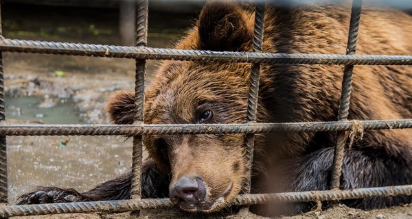 В запорожский зоопарк привезли нового медведя из Винницы