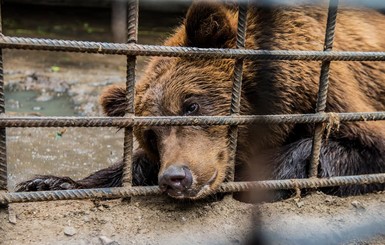 В запорожский зоопарк привезли нового медведя из Винницы