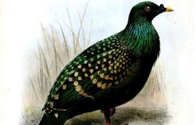Ученые открыли новый вид зеленого голубя