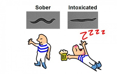 Избавиться от алкоголизма поможет червяк-