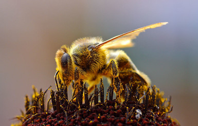 В Британии гигантский рой диких пчел напал на пляжников