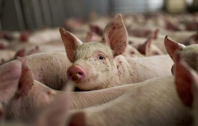 Украина снова запретит импорт польской свинины из-за чумы